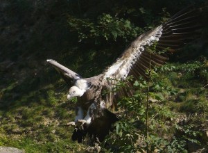 The Terror of the Skies in the Pyrenees ... or just a stinky bird trying to make a living?