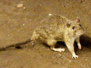 Add a little bit of mint jelly and you've got yourself a delightful Sunday dinner in Shanghai!