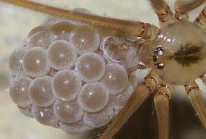 Layin' Some of that Sweet Bubble Yum Filler!