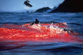 Oh, dear! Looks like Pimp Mama Kris's kayak has run into a bit of trouble off the Farallons. 