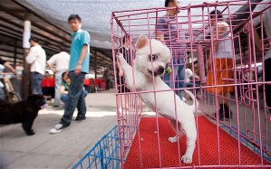 "You're not my Mommy. Why are you coming at me with those chopsticks?"