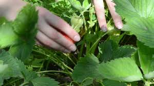 "Some of the most disgusting and repulsive creatures can be found hiding in the moist darkness beneath leafy patches like this one. All you have to do is rummage around you're sure to find something utterly putrid. Why, Look! I was right. Here are two of the most despicable enemies of the American garden, lurking right beneath our fingertips!"